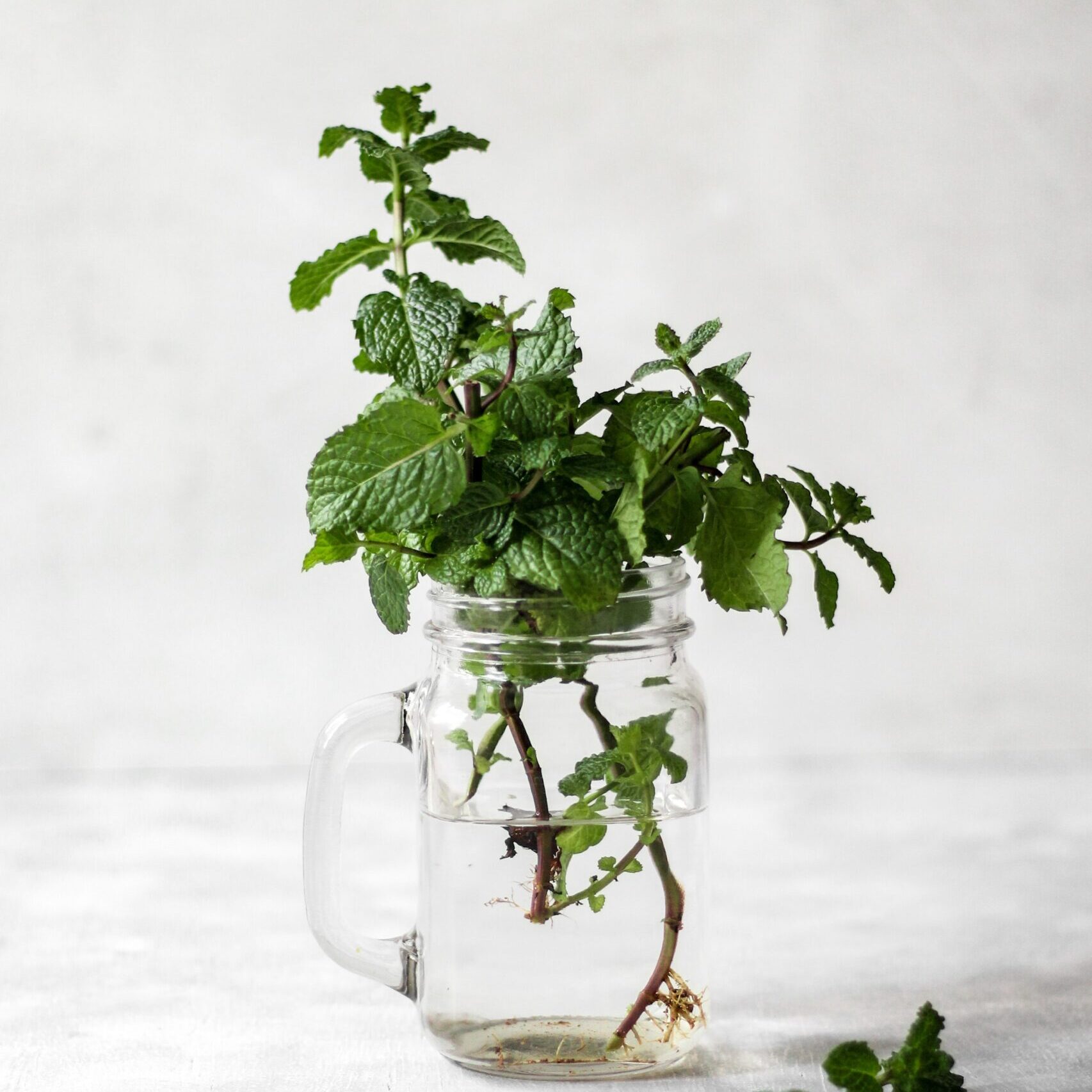 saymom-leao-2sY0VM6MN3k-unsplash saymom-leao-2sY0VM6MN3k-unsplash